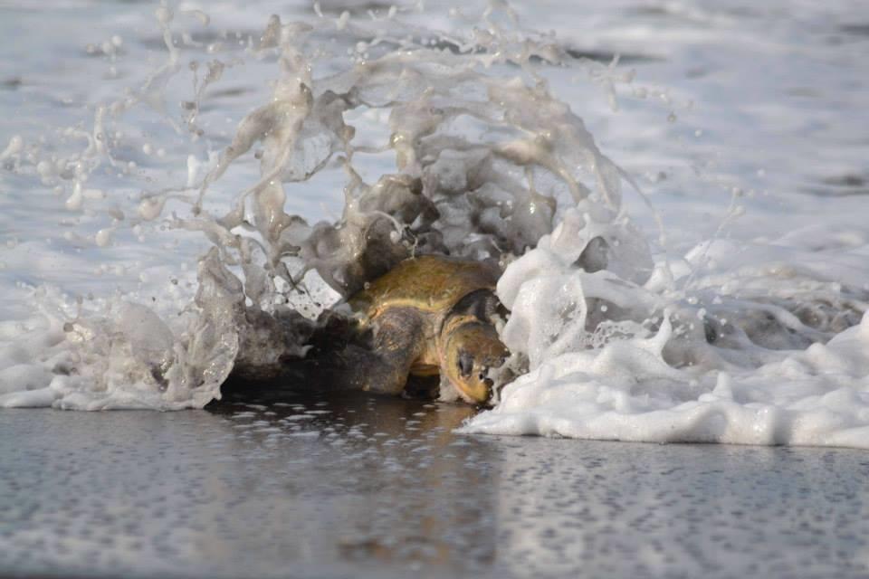 Cabinas Surf Arribadas Ostional Wildlife Refuge Esterno foto