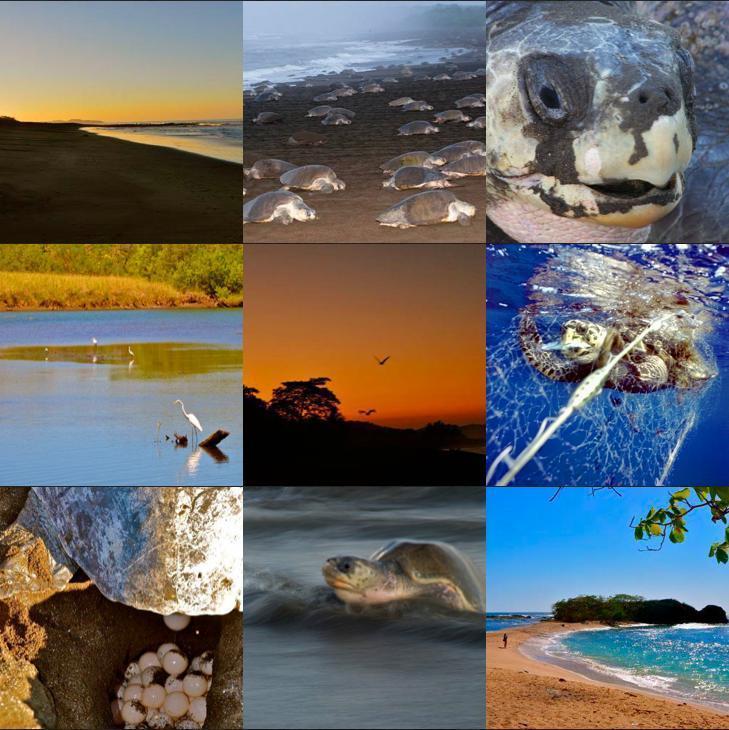 Cabinas Surf Arribadas Ostional Wildlife Refuge Esterno foto