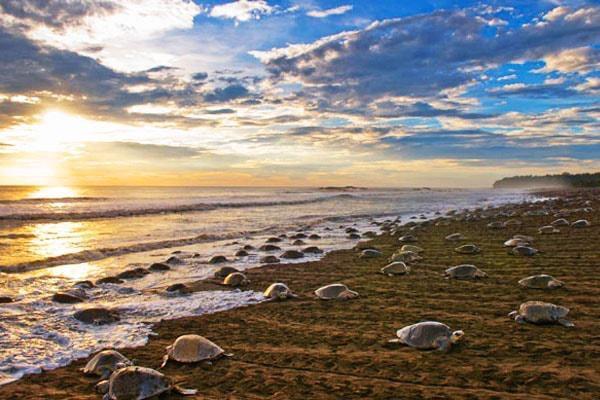 Cabinas Surf Arribadas Ostional Wildlife Refuge Esterno foto