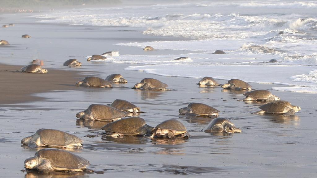 Cabinas Surf Arribadas Ostional Wildlife Refuge Esterno foto
