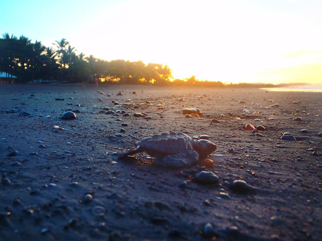 Cabinas Surf Arribadas Ostional Wildlife Refuge Esterno foto