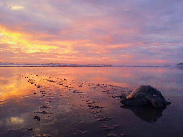 Cabinas Surf Arribadas Ostional Wildlife Refuge Esterno foto