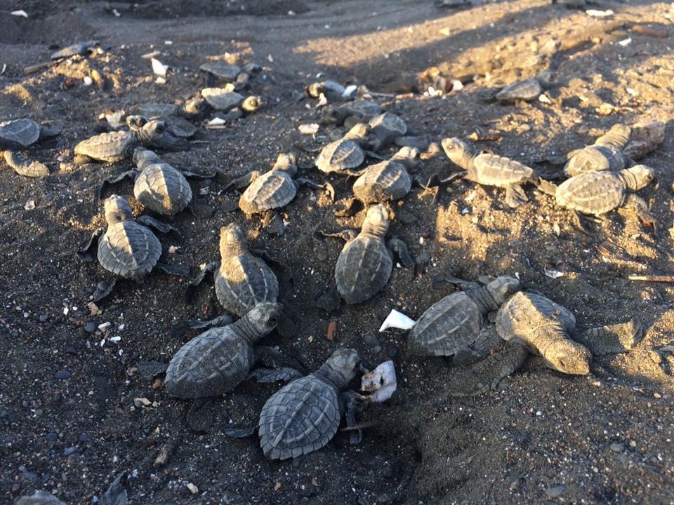 Cabinas Surf Arribadas Ostional Wildlife Refuge Esterno foto