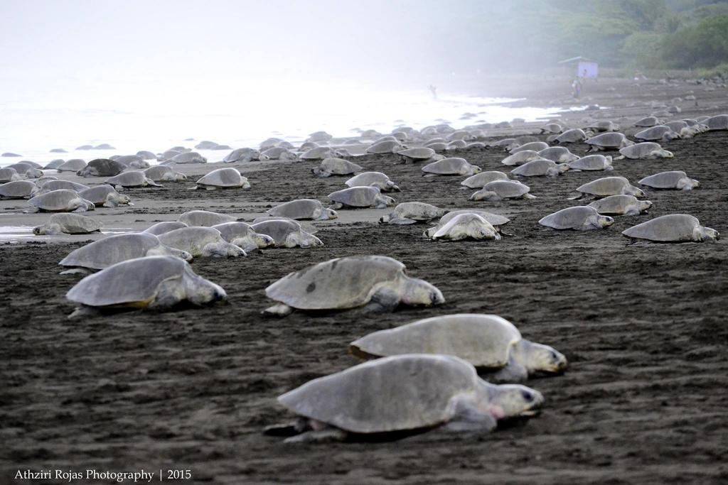 Cabinas Surf Arribadas Ostional Wildlife Refuge Esterno foto