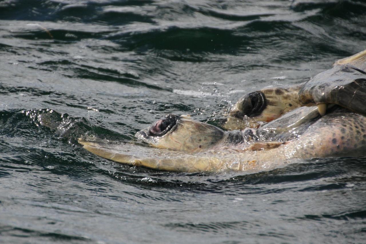 Cabinas Surf Arribadas Ostional Wildlife Refuge Esterno foto