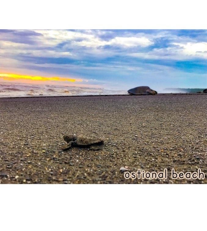 Cabinas Surf Arribadas Ostional Wildlife Refuge Esterno foto