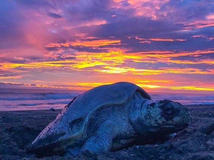 Cabinas Surf Arribadas Ostional Wildlife Refuge Esterno foto