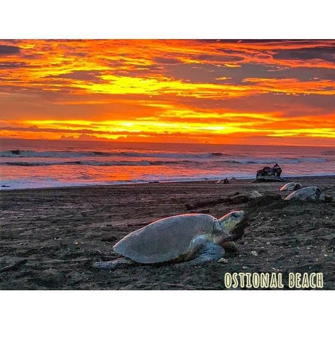 Cabinas Surf Arribadas Ostional Wildlife Refuge Esterno foto